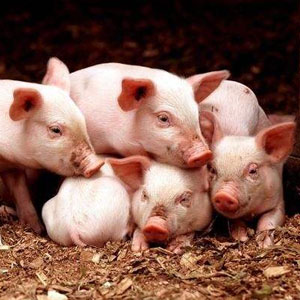 安丘生猪价格爆涨为什么养殖户压力反而增大